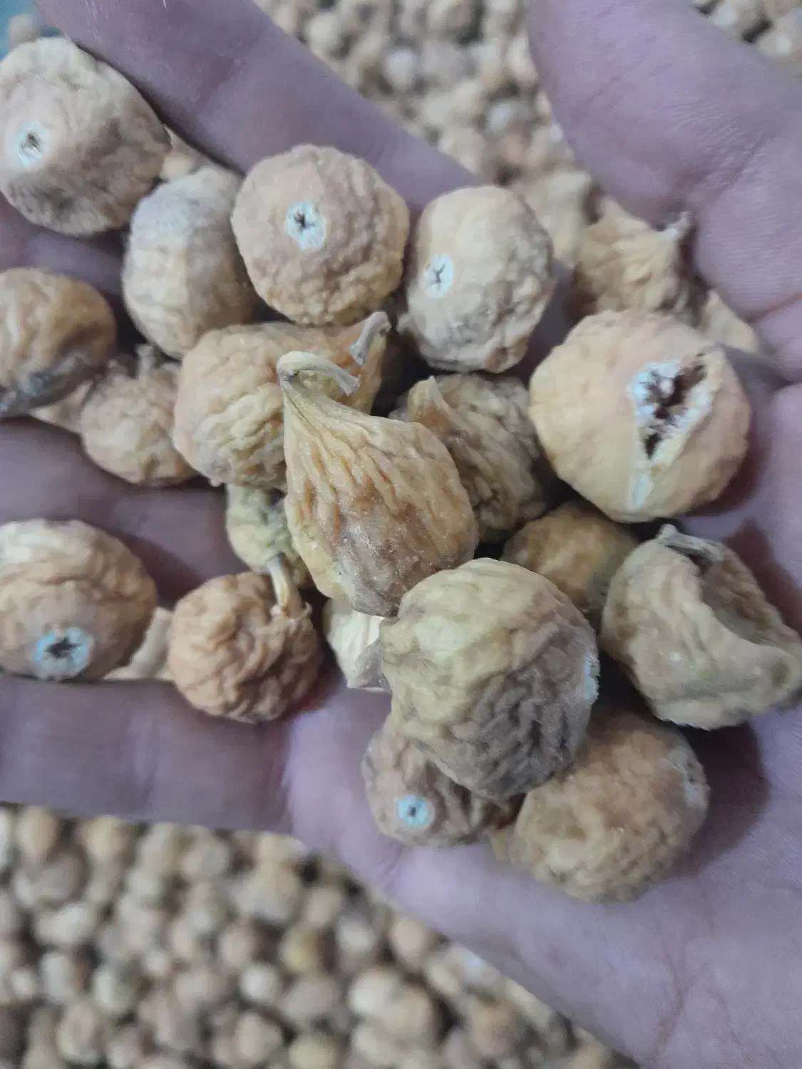 انجیراستهبان درشیرازبه شرط|خوردنی و آشامیدنی|شیراز, ماه فیروزان|دیوار