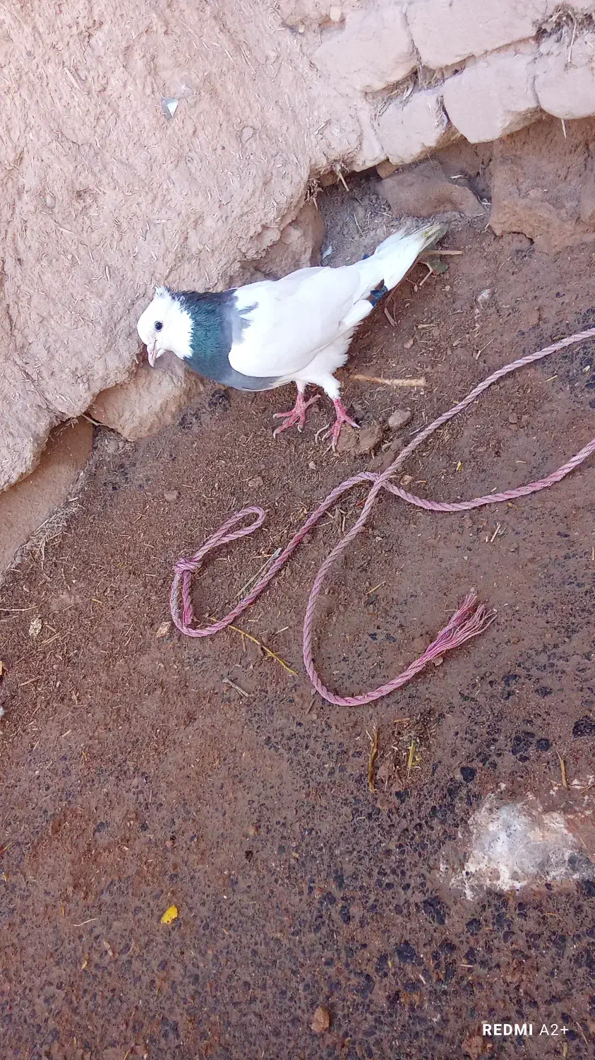 طوقی|پرنده|بروجن, |دیوار