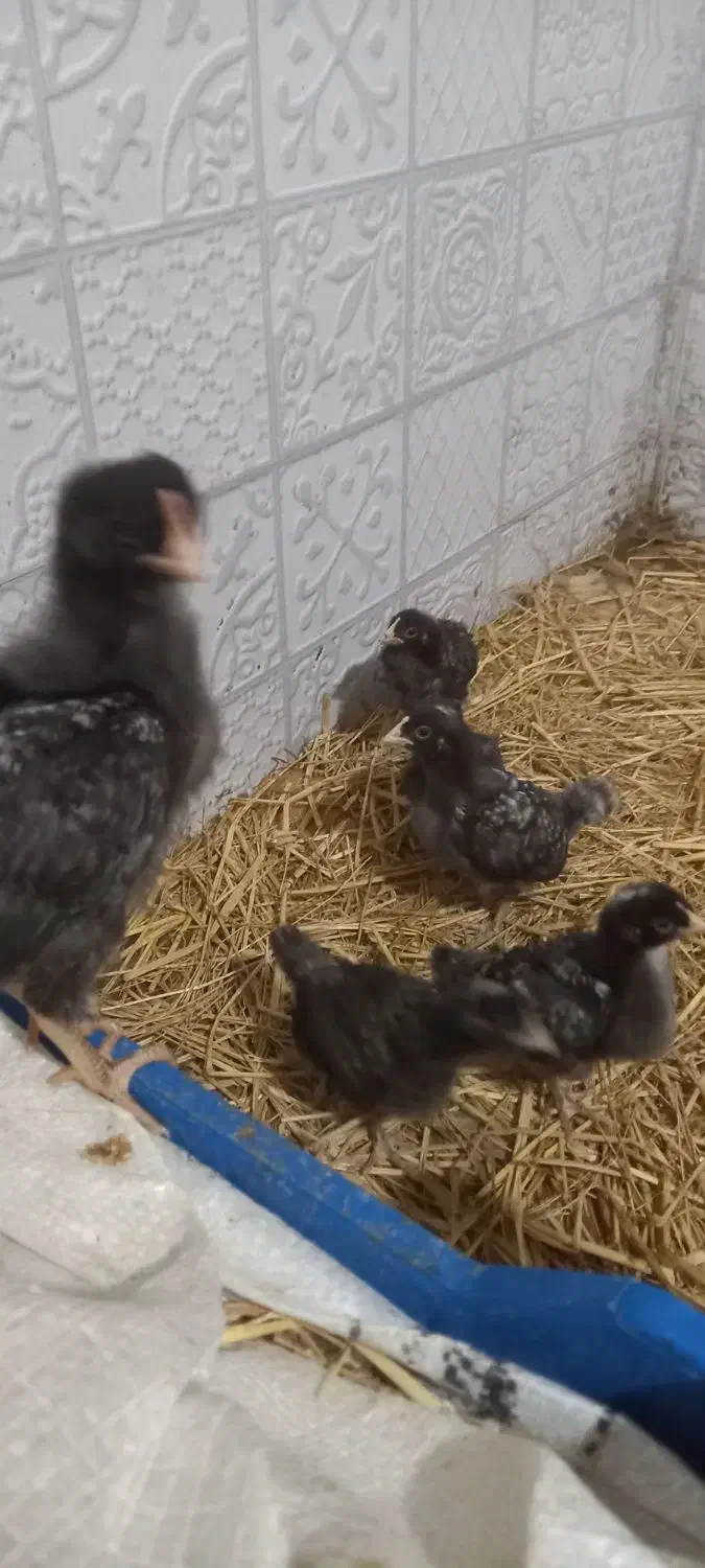 فروش جوجه پلیموت|حیوانات مزرعه|قائمشهر, |دیوار