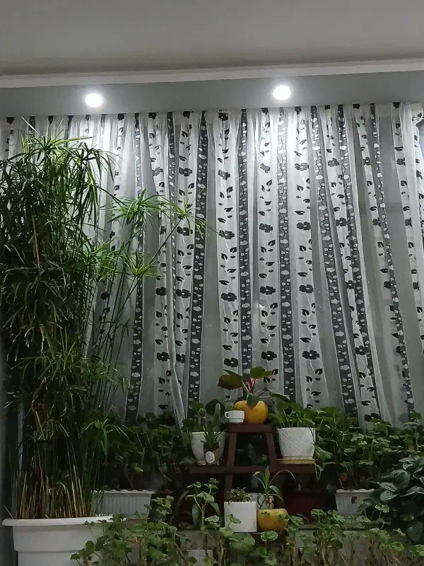 پرده|پرده، رانر، رومیزی|شاندیز, |دیوار