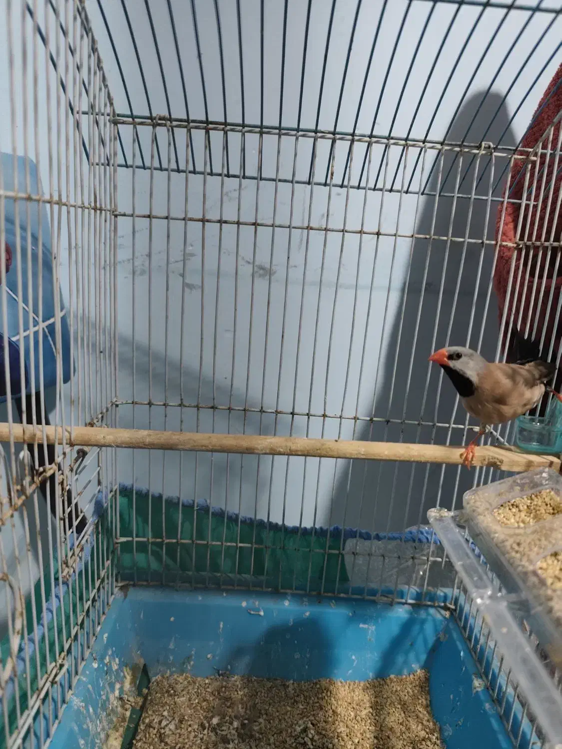 عروس نر آلیبو وفنچ کرواتی|پرنده|بندرعباس, |دیوار