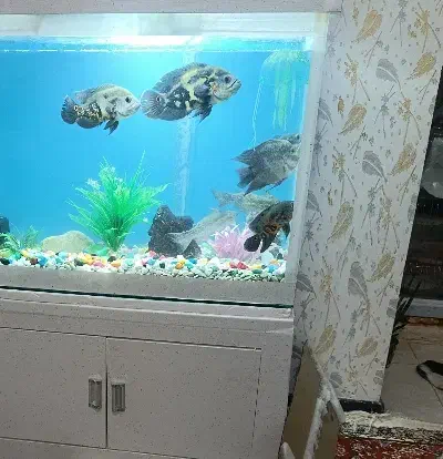 ۷ عدد ماهی معاوضه با ماهی بزرگ|ماهی|تبریز, |دیوار