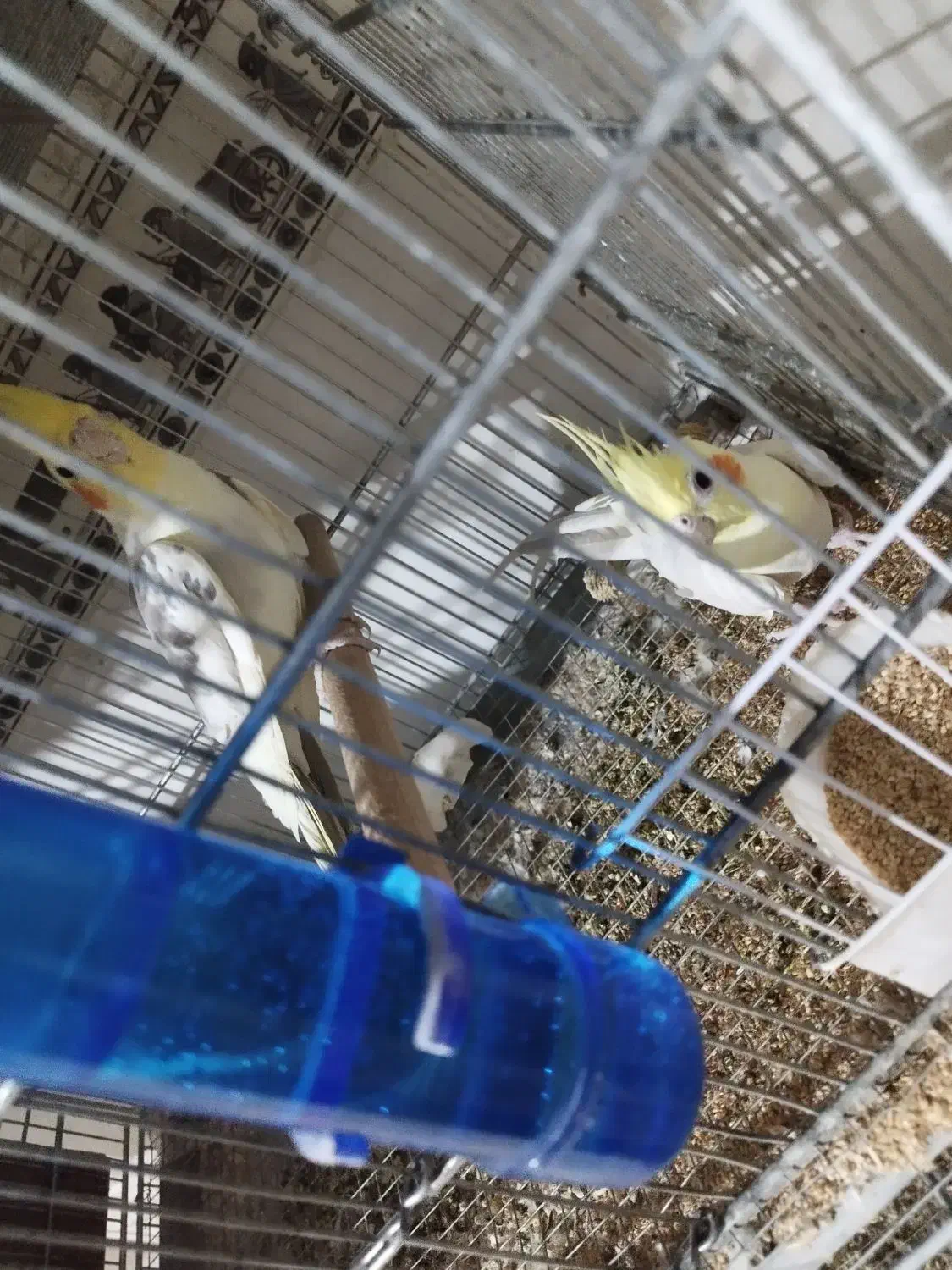 جفت عروس هلندی|پرنده|قزوین, |دیوار