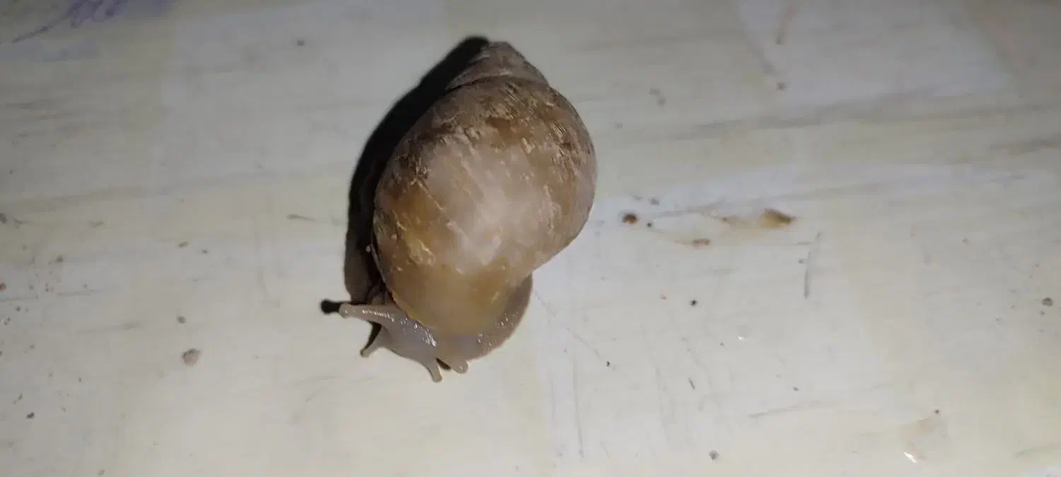 حلزون آچاتینا|خزنده|محمدشهر, همایون ویلا|دیوار