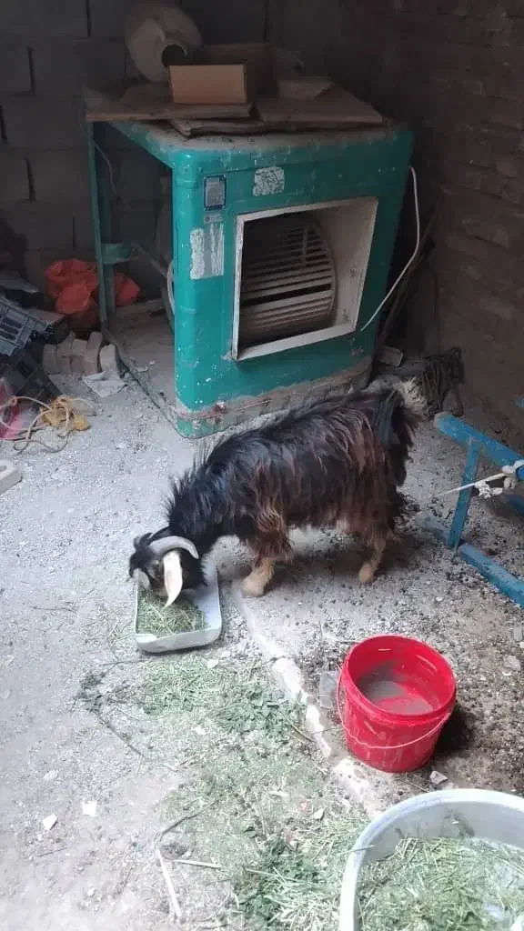 بز  نربز|حیوانات مزرعه|سراوان, |دیوار