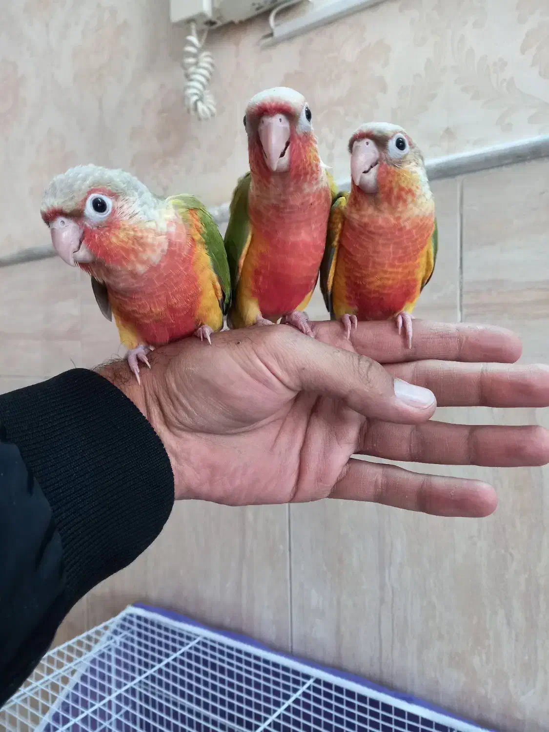 جوجه گرین چیک|پرنده|نیشابور, شهرک فیروزه|دیوار