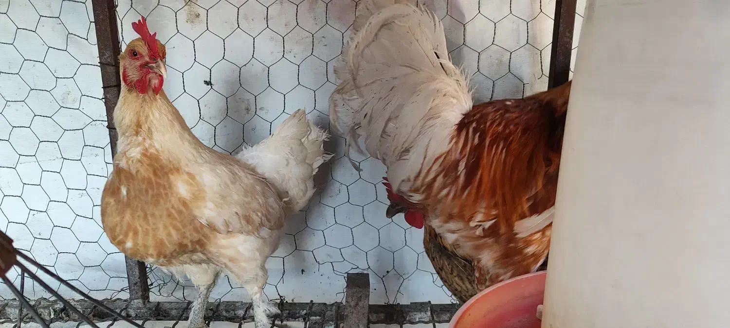 خروس و مرغ محلی|حیوانات مزرعه|مرودشت, فاز دوم شهرک فرهنگیان|دیوار