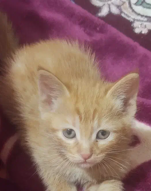 واگذاری گربه خانگی که جای دستشویی روهم یاد گرفته|گربه|مشهد, شهید قربانی|دیوار