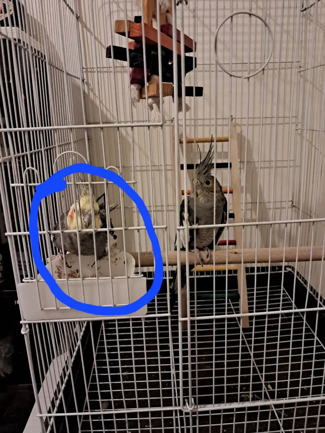 عروس هلندی نر|پرنده|بابل, |دیوار