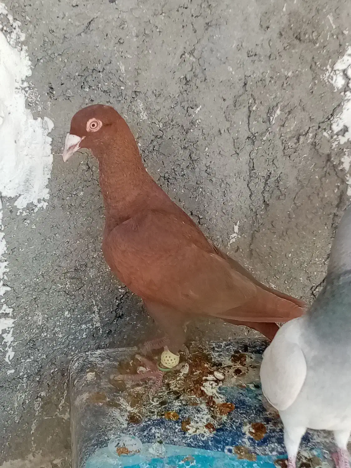 کفتر|پرنده|شیراز, کوشک میدان|دیوار