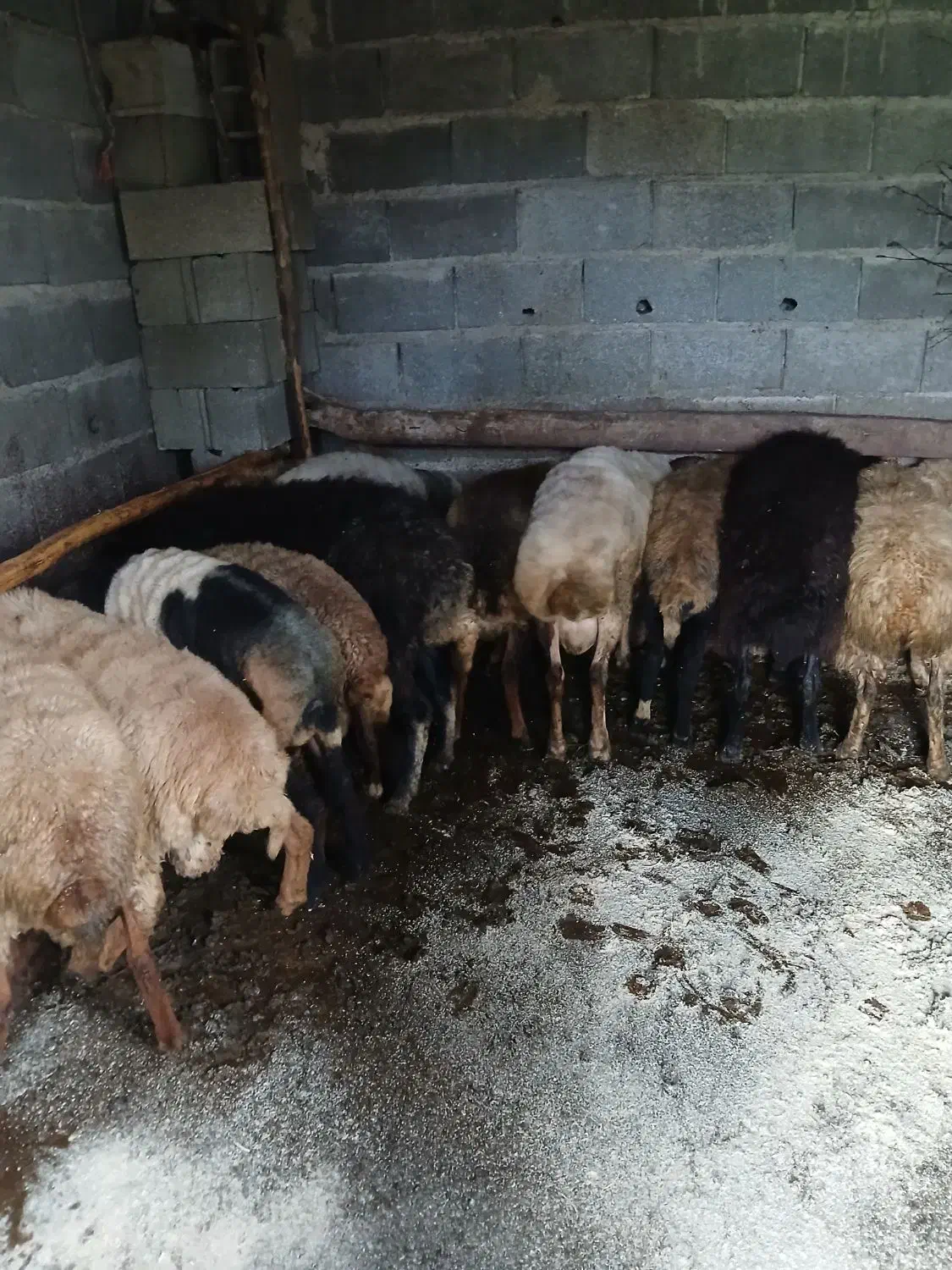 فروشی همه سالم سرحال|حیوانات مزرعه|واجارگاه, |دیوار