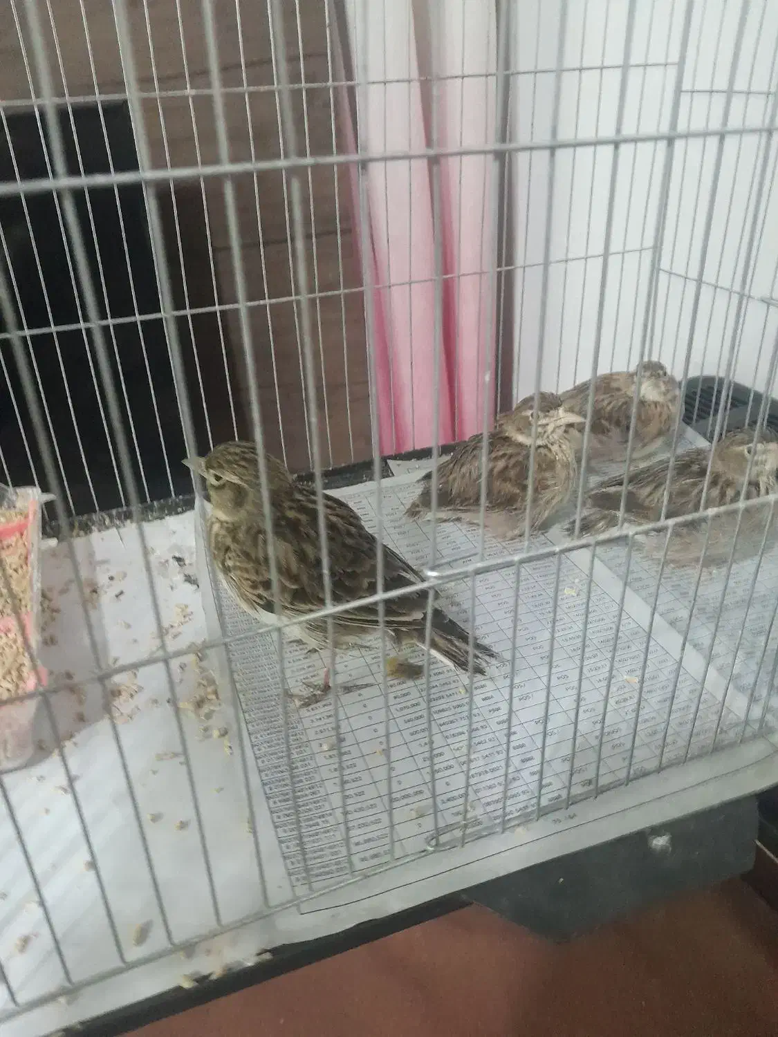 سهره قناری. مست|پرنده|آمل, |دیوار