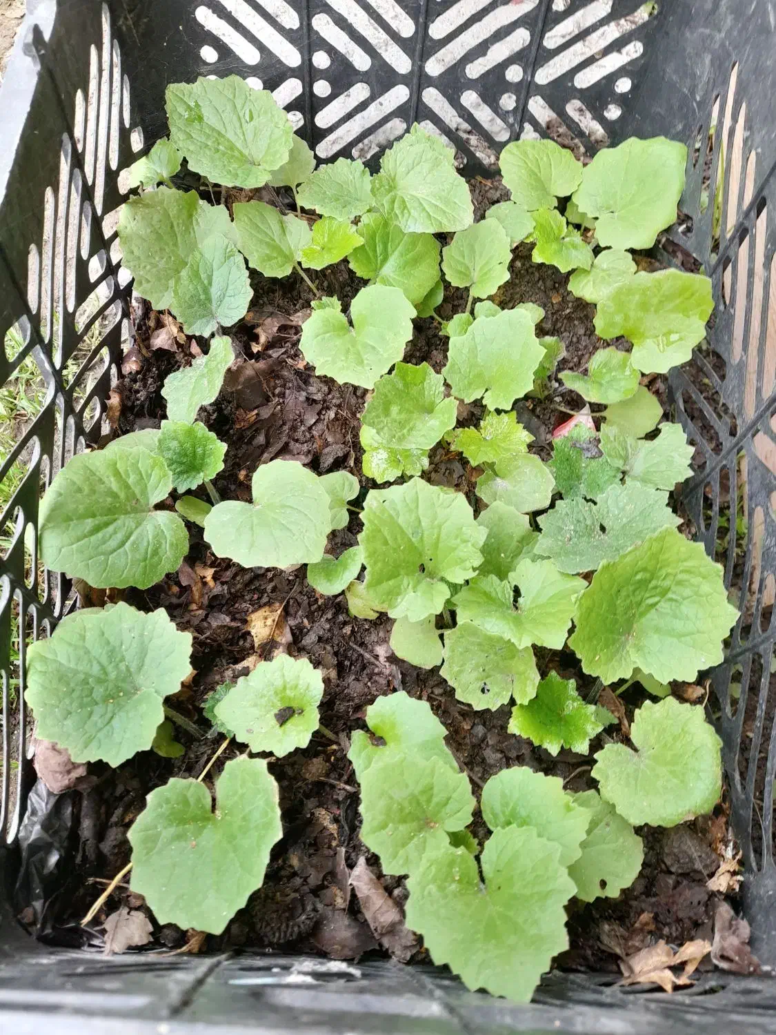 گل سینره بهاری|گل و گیاه طبیعی|تالش, هشتپر|دیوار