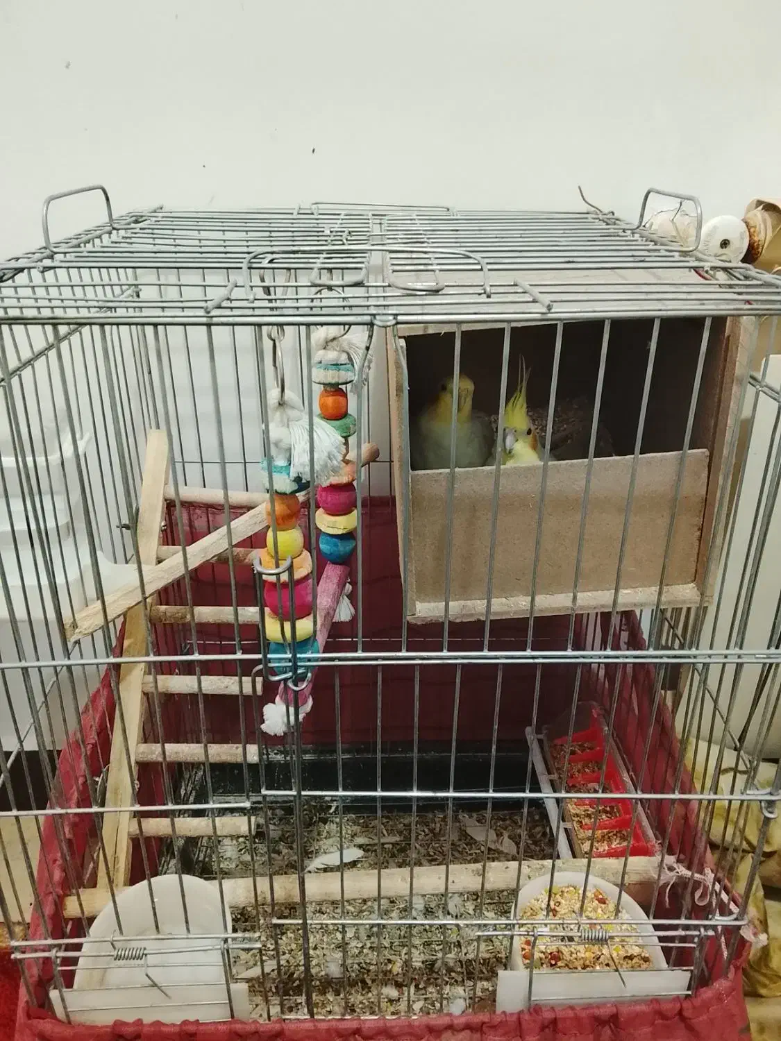 عروس هلندی مولد|پرنده|تهران, مسعودیه|دیوار