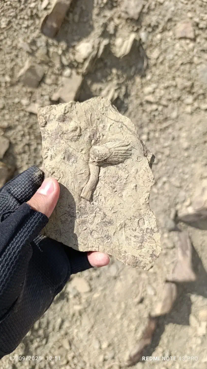 سنگ فسیل|کلکسیون اشیاء عتیقه|بجنورد, |دیوار