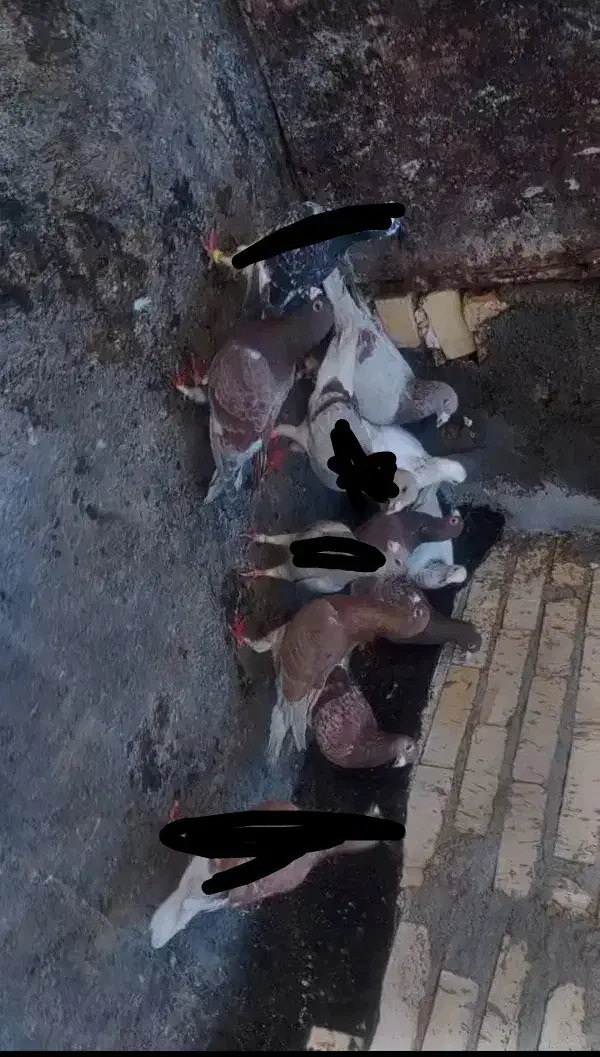 کبوتر|پرنده|مشهد, کشاورز|دیوار