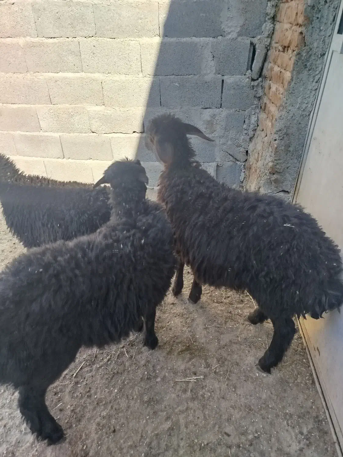 ۳ راس بره قزل افشار و قره قزل|حیوانات مزرعه|بناب, |دیوار