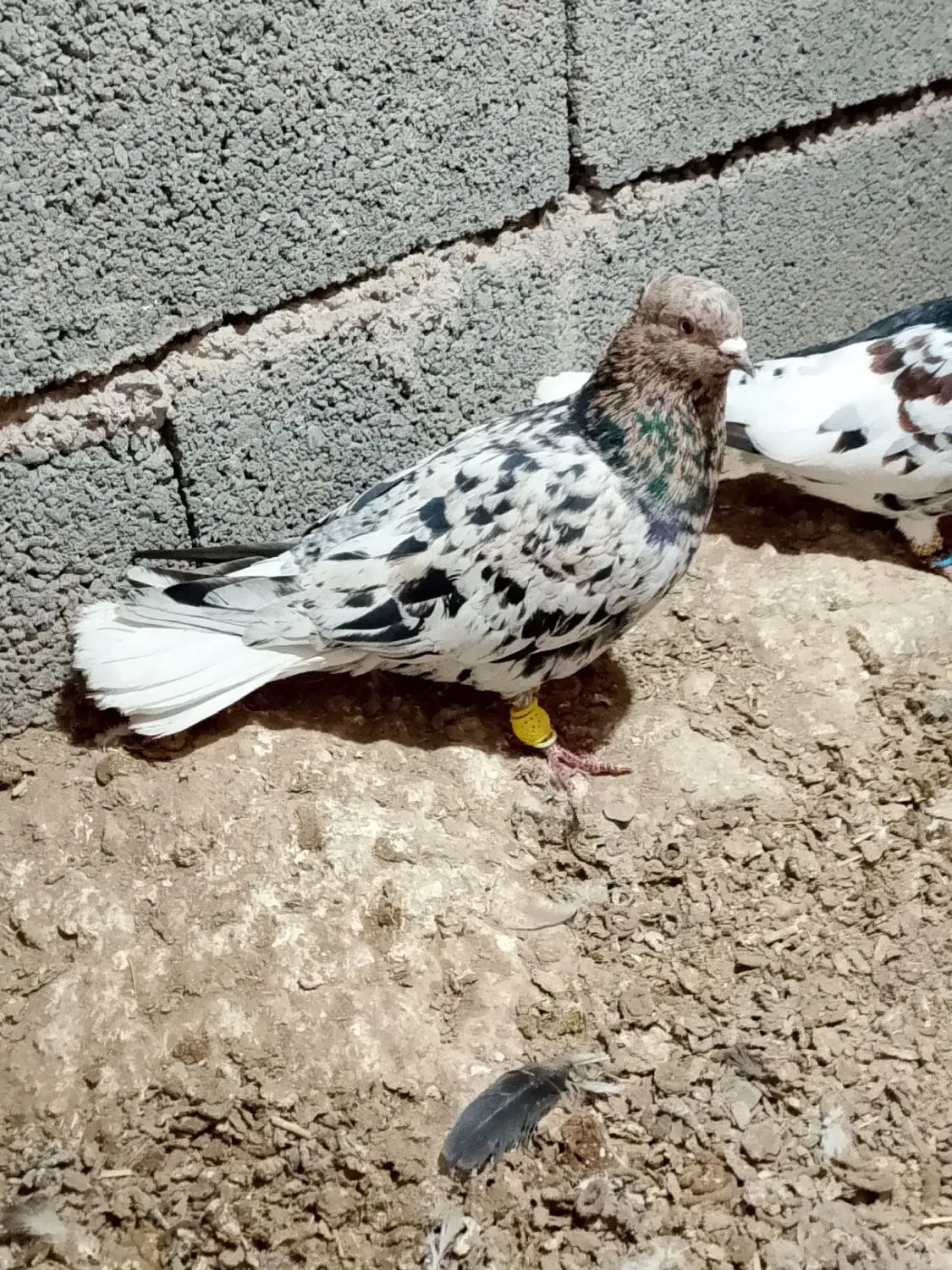 کبوتر|پرنده|زبرخان, |دیوار