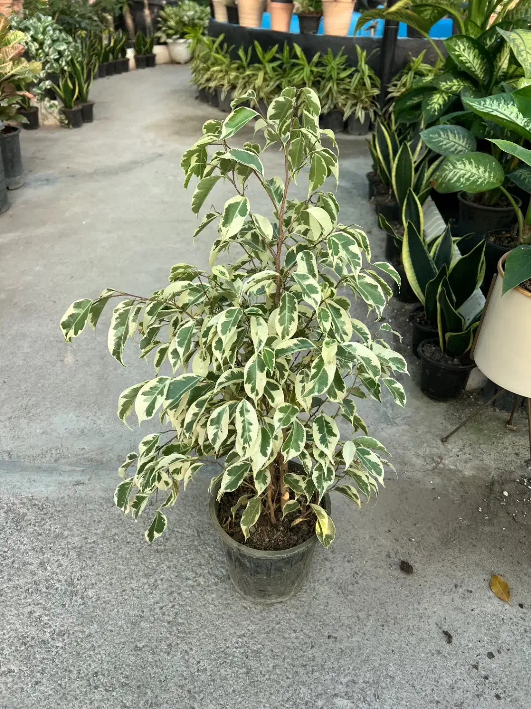 بنجامین ابلق|گل و گیاه طبیعی|رشت, بیجارپس|دیوار