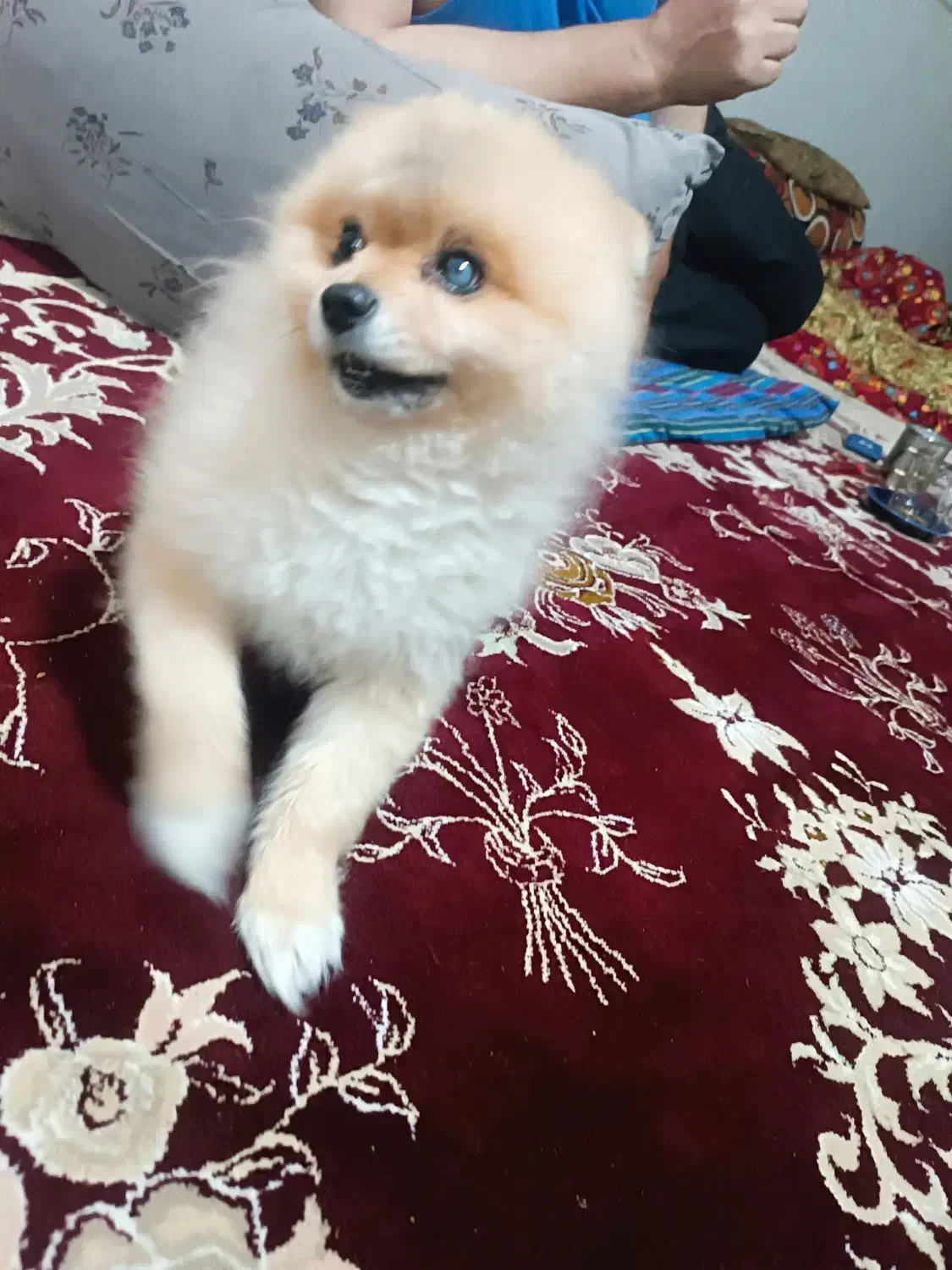 پامر خرسی نر عقیم نشده|سگ|اردبیل, |دیوار