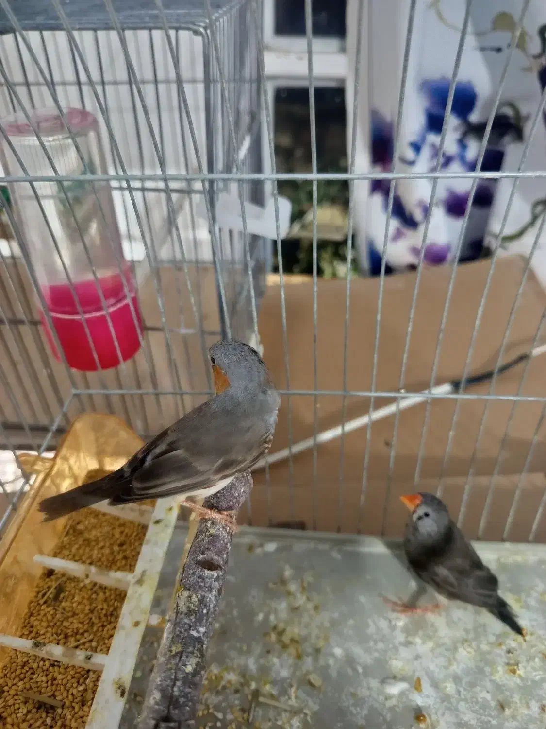 فنچ خونگی|پرنده|بیرجند, |دیوار