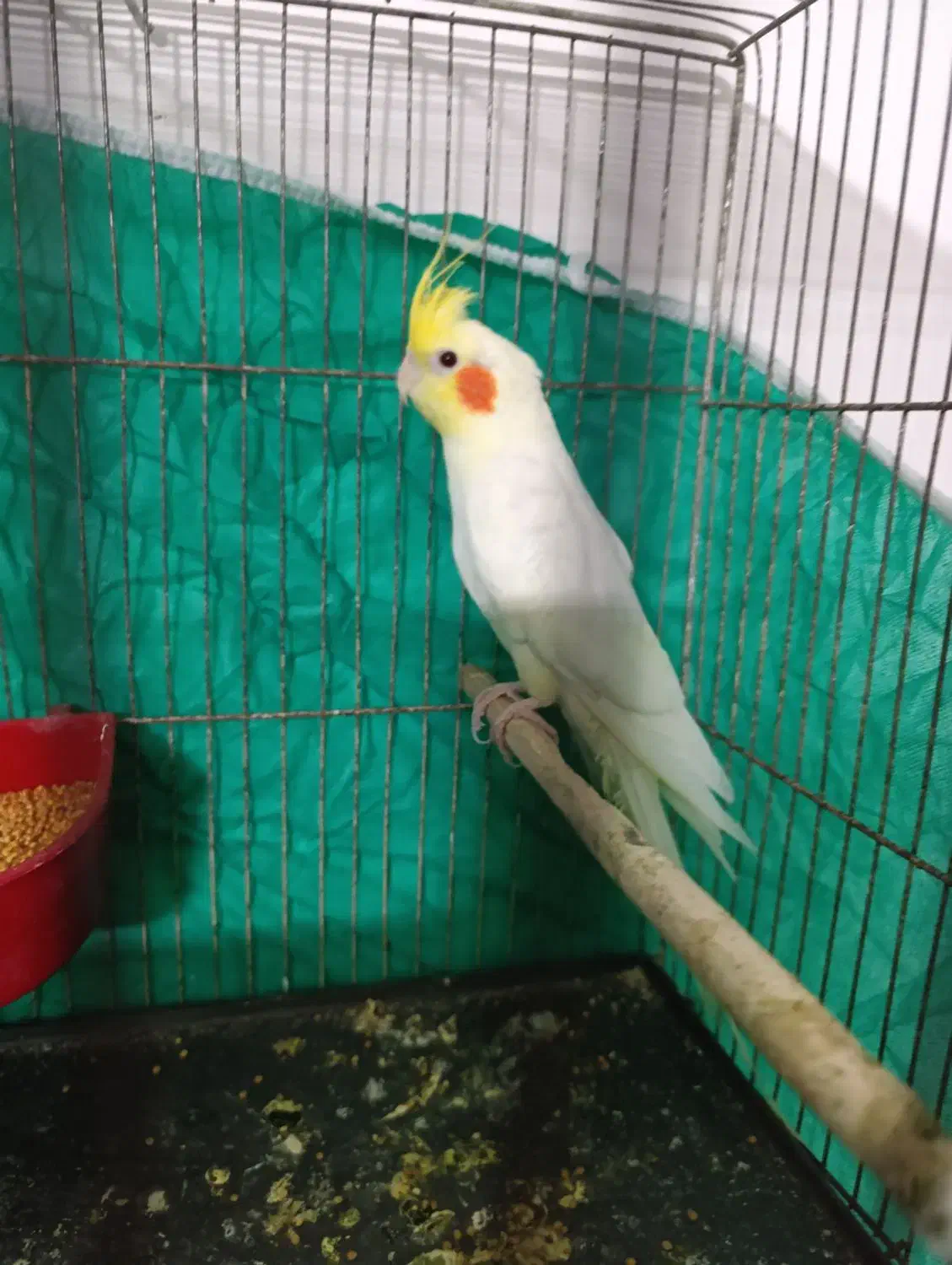 عروس لوتینو|پرنده|گرگان, |دیوار