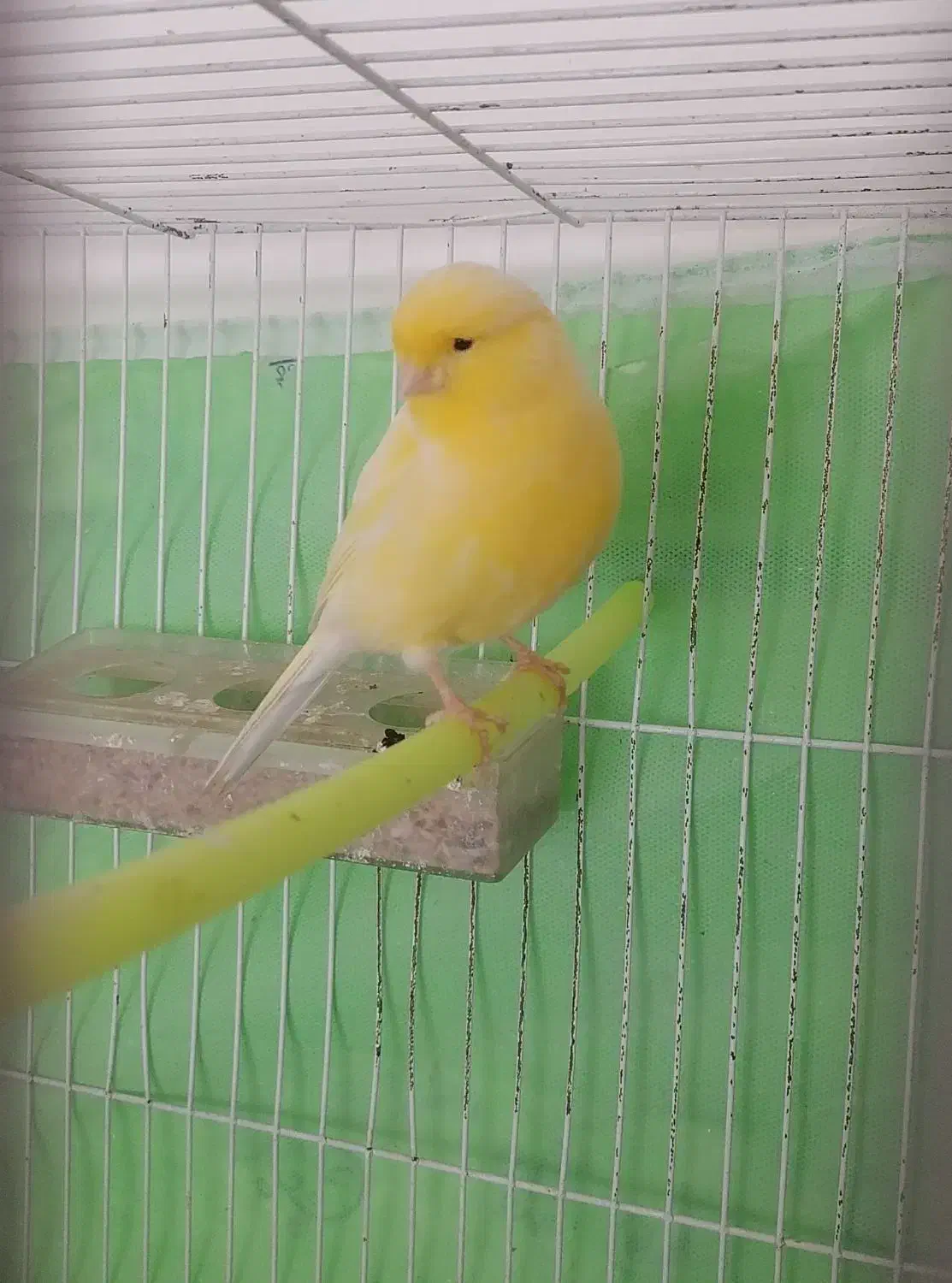 قناری|پرنده|تربت جام, تیپ ۳۸ زرهی تربت جام|دیوار