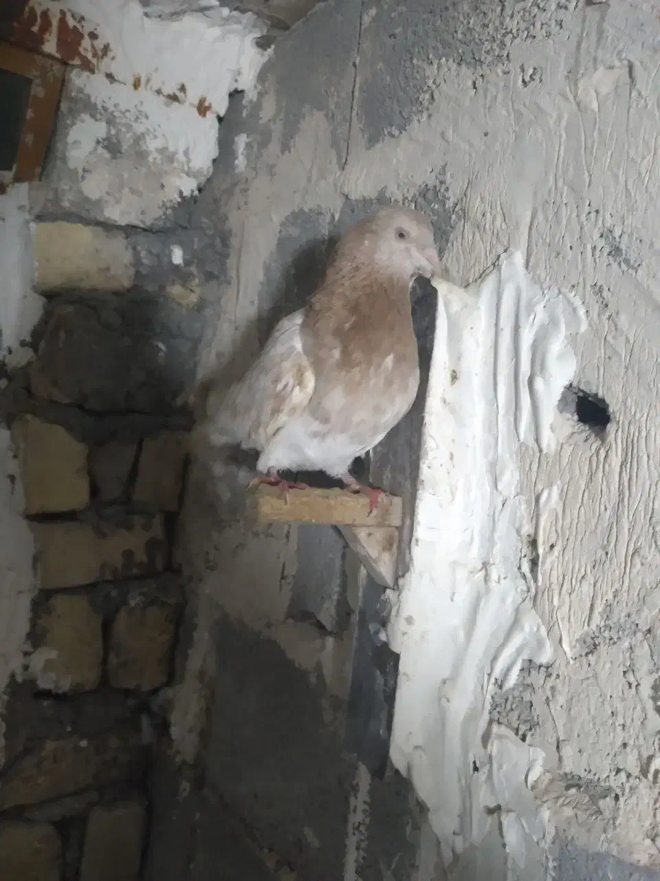 کفتر|پرنده|چناران, |دیوار