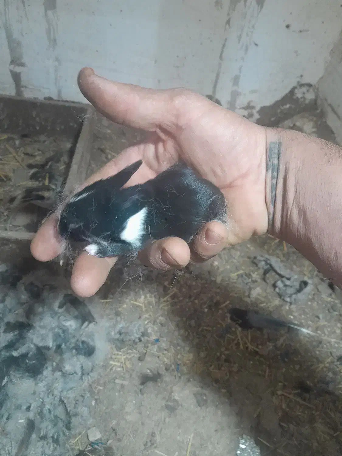 خرگوش|موش و خرگوش|نقده, |دیوار