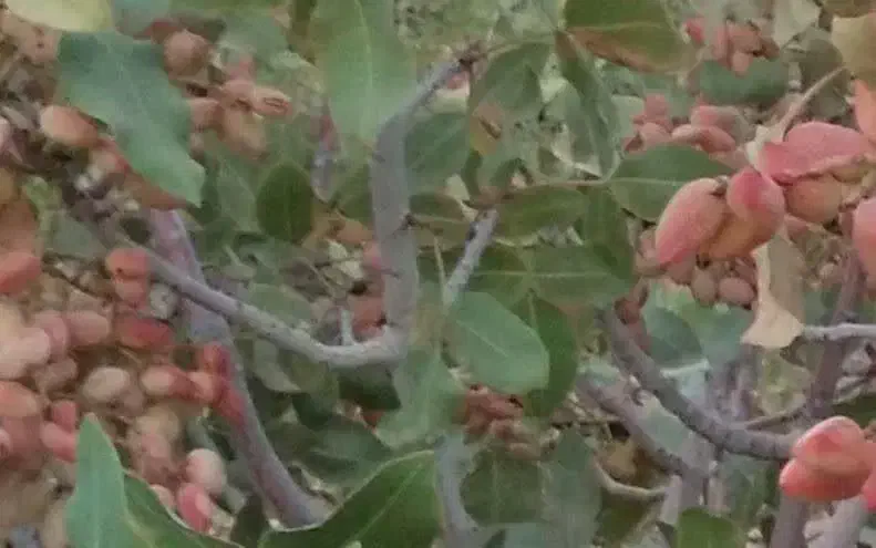 فروش زمین کشاورزی|فروش زمین و ملک کلنگی|خاتم, |دیوار