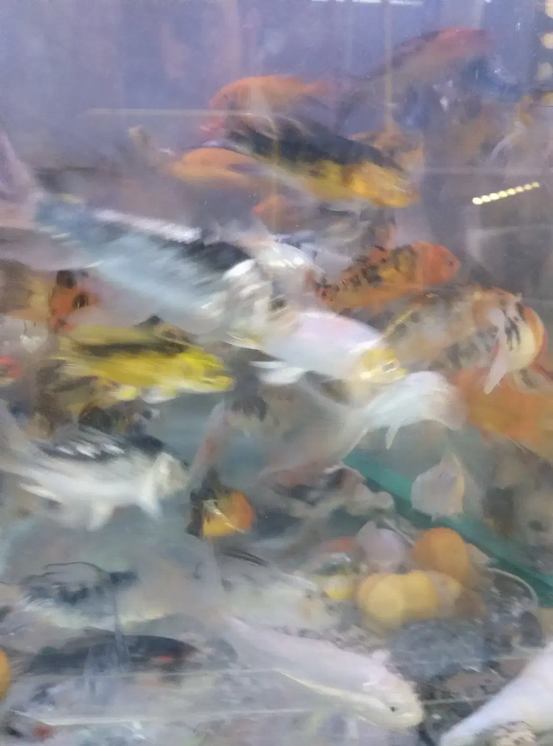 کوی و گیاه|ماهی|مشهد, سعد آباد|دیوار