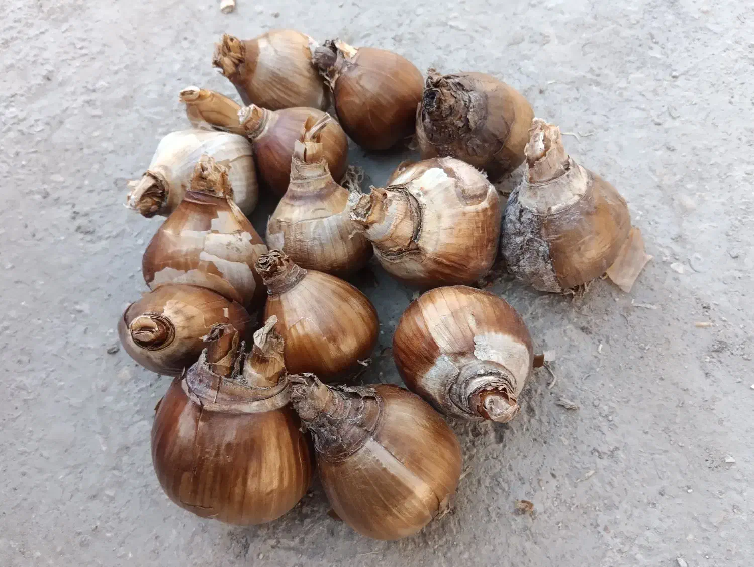 پیاز نرگس شهلا...وپرپر دونه ای 2300 حراج.کوچک1500|خدمات باغبانی و درختکاری|بهبهان, |دیوار