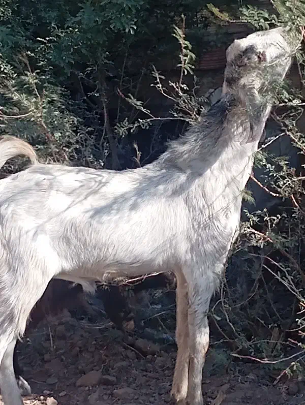 چپش|حیوانات مزرعه|بم, |دیوار