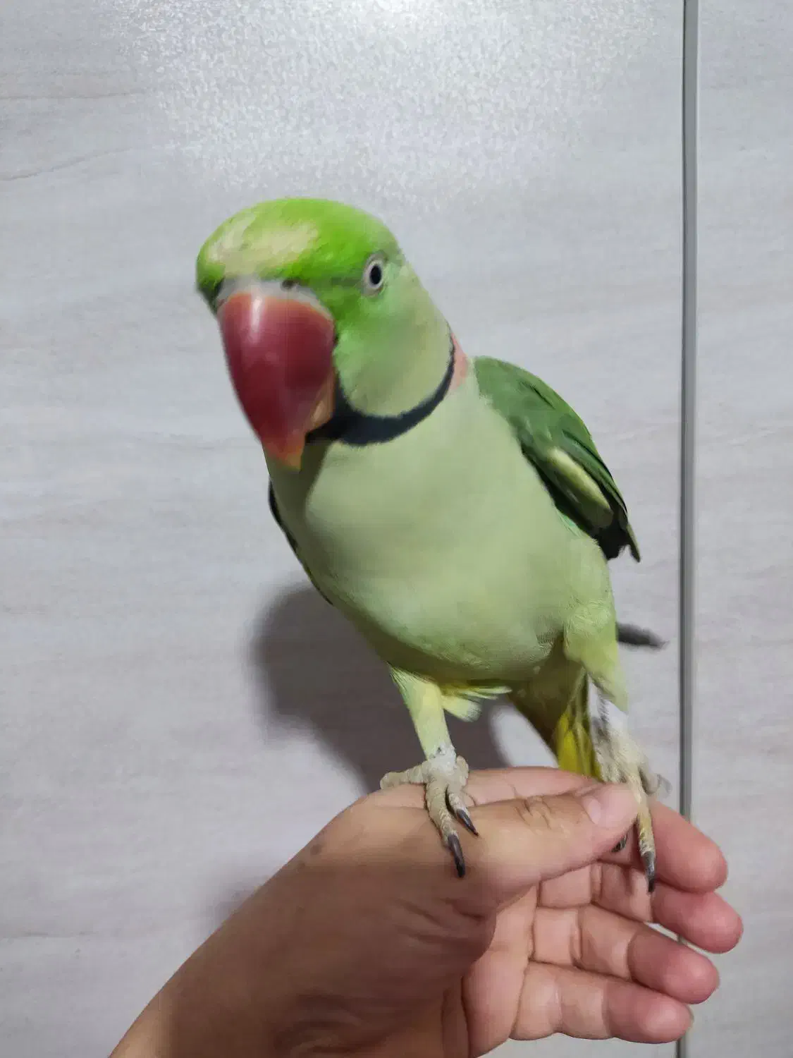 شاه طوطی|پرنده|شیراز, بید زرد|دیوار