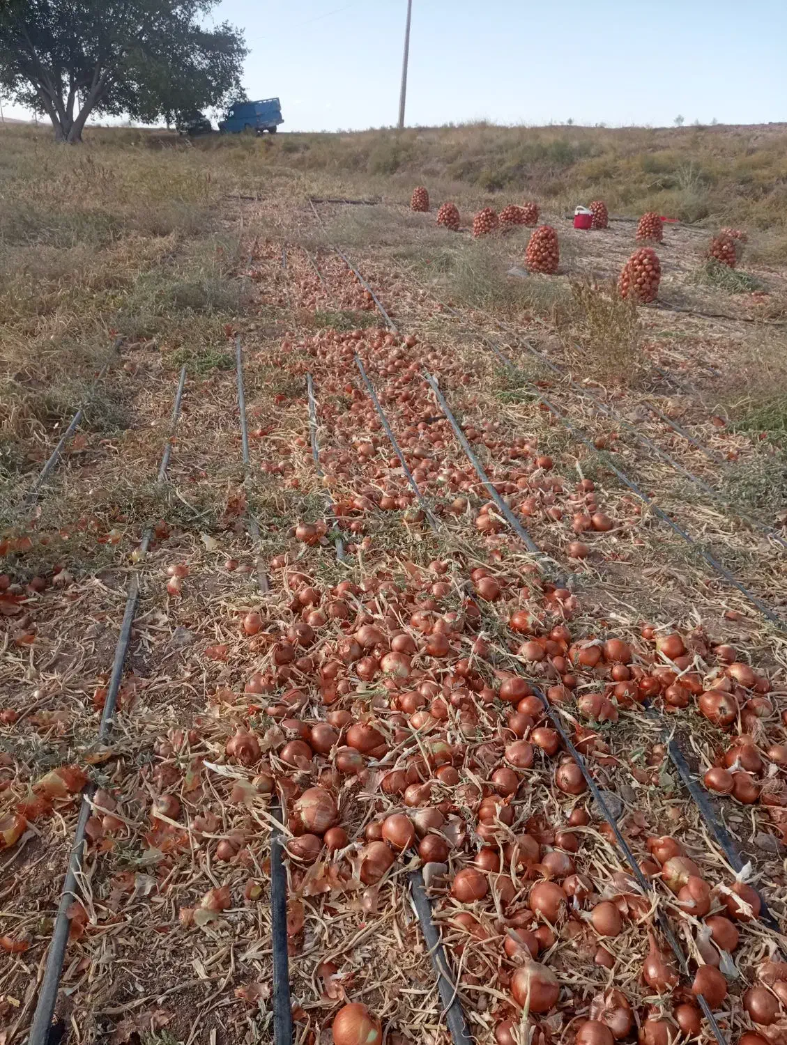 کارگر جهت برداشت پیاز|استخدام خدمات فروشگاه و رستوران|زنجانرود, |دیوار