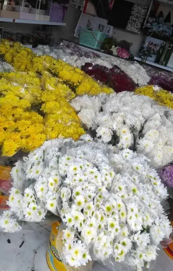 گل روز مادر|گل و گیاه طبیعی|الشتر, |دیوار