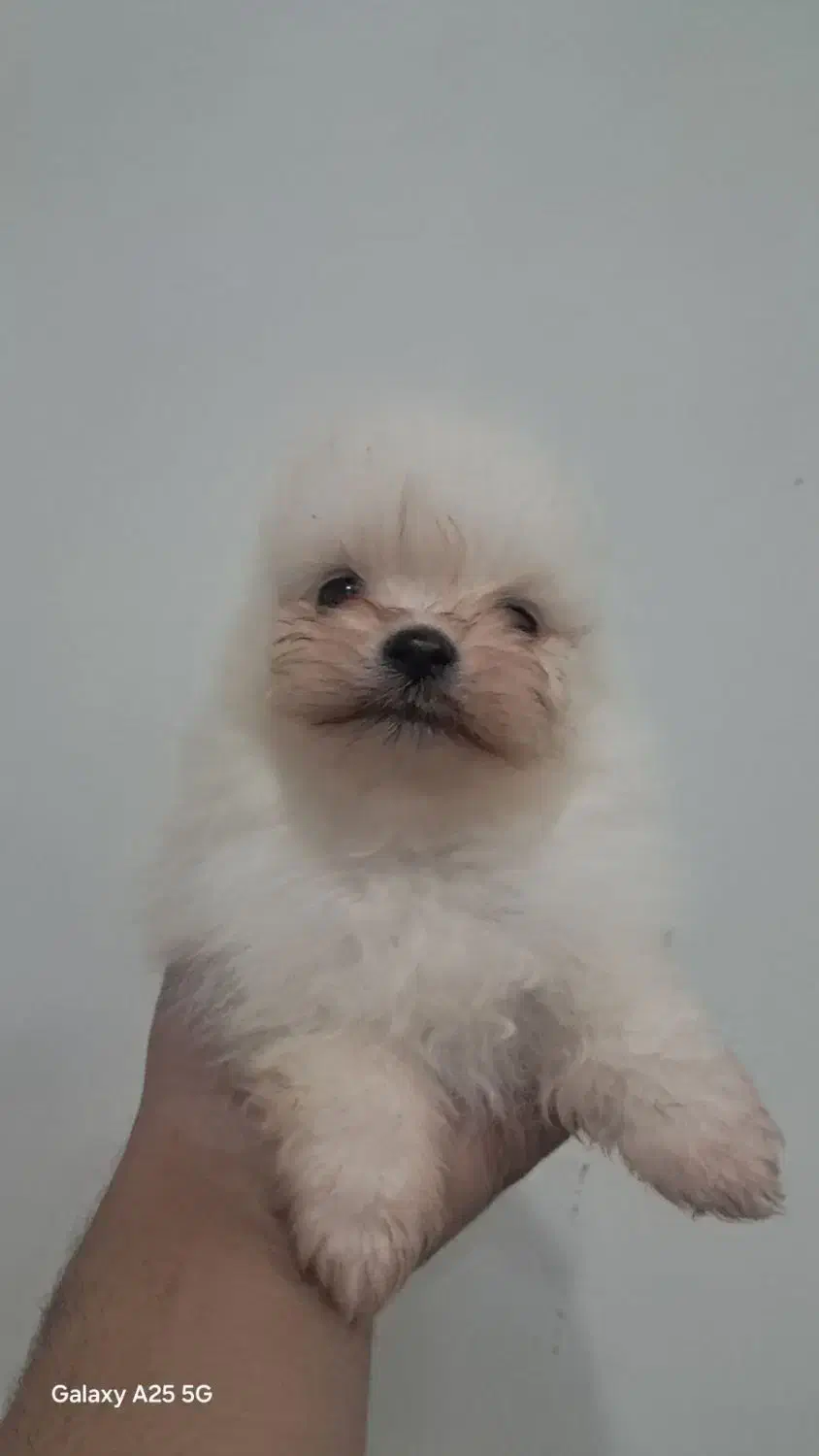 پامر خرسی|سگ|شهریار, رامین|دیوار