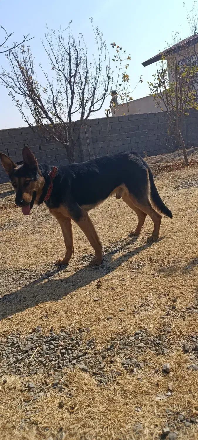 سگ گرگی|سگ|ارومیه, |دیوار