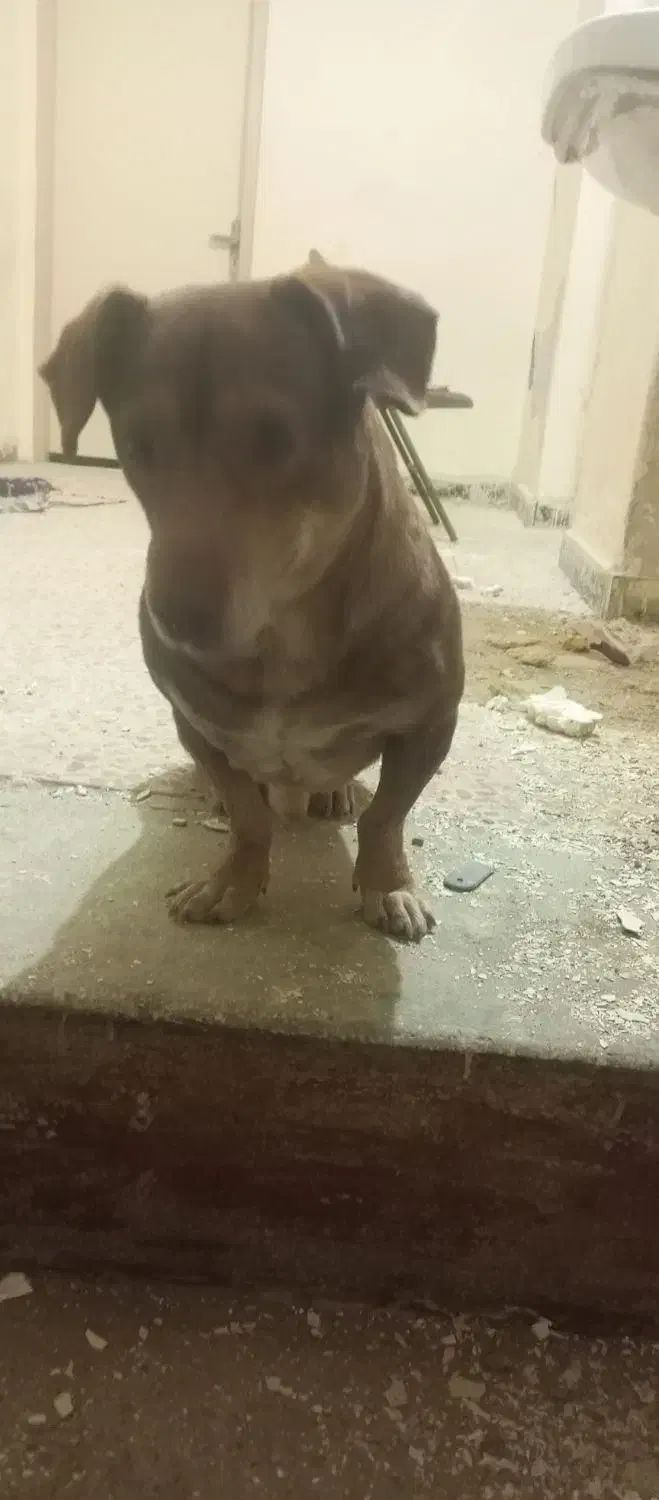 واگذاری سگ نژادمیکس بیت بول پسر|سگ|مشهد, شهید مطهری|دیوار