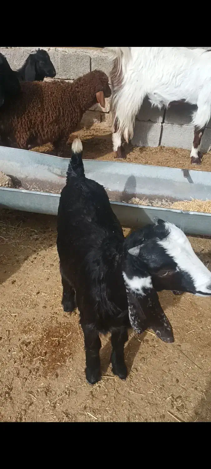 فروش بز|حیوانات مزرعه|داراب, |دیوار