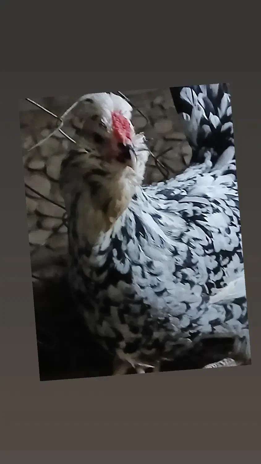 تخم مرغ گلین|حیوانات مزرعه|کازرون, |دیوار