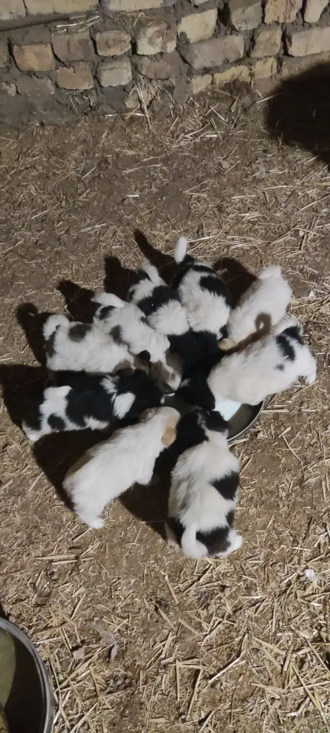 توله پاپی|سگ|برخوار, |دیوار