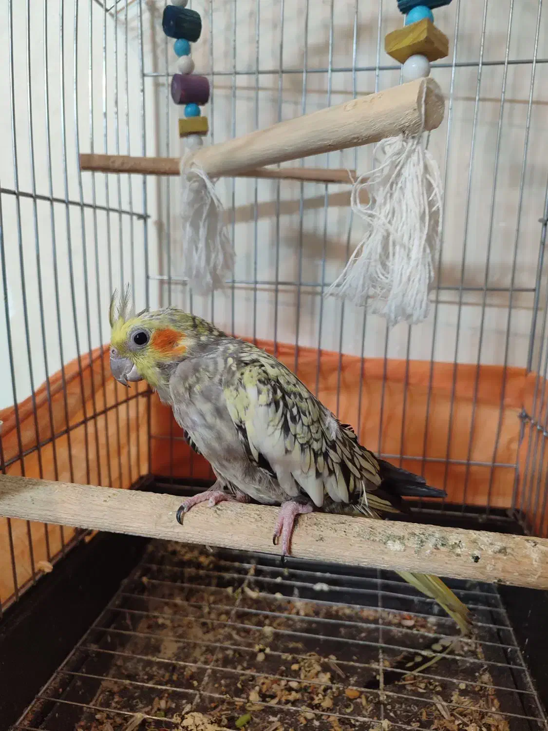 یه جفت پرنده با قفس و لوازم|پرنده|ملایر, |دیوار