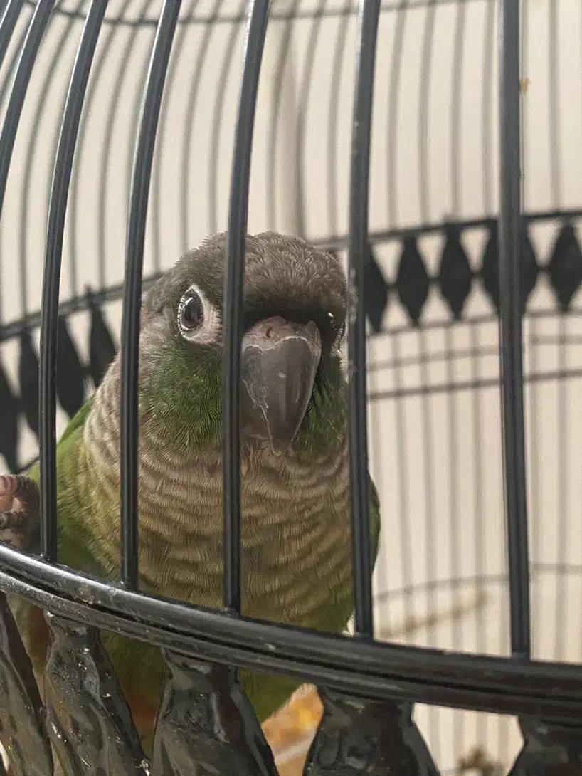 گرین چیک|پرنده|مشهد, ادیب نیشابوری (شهرک غرب)|دیوار