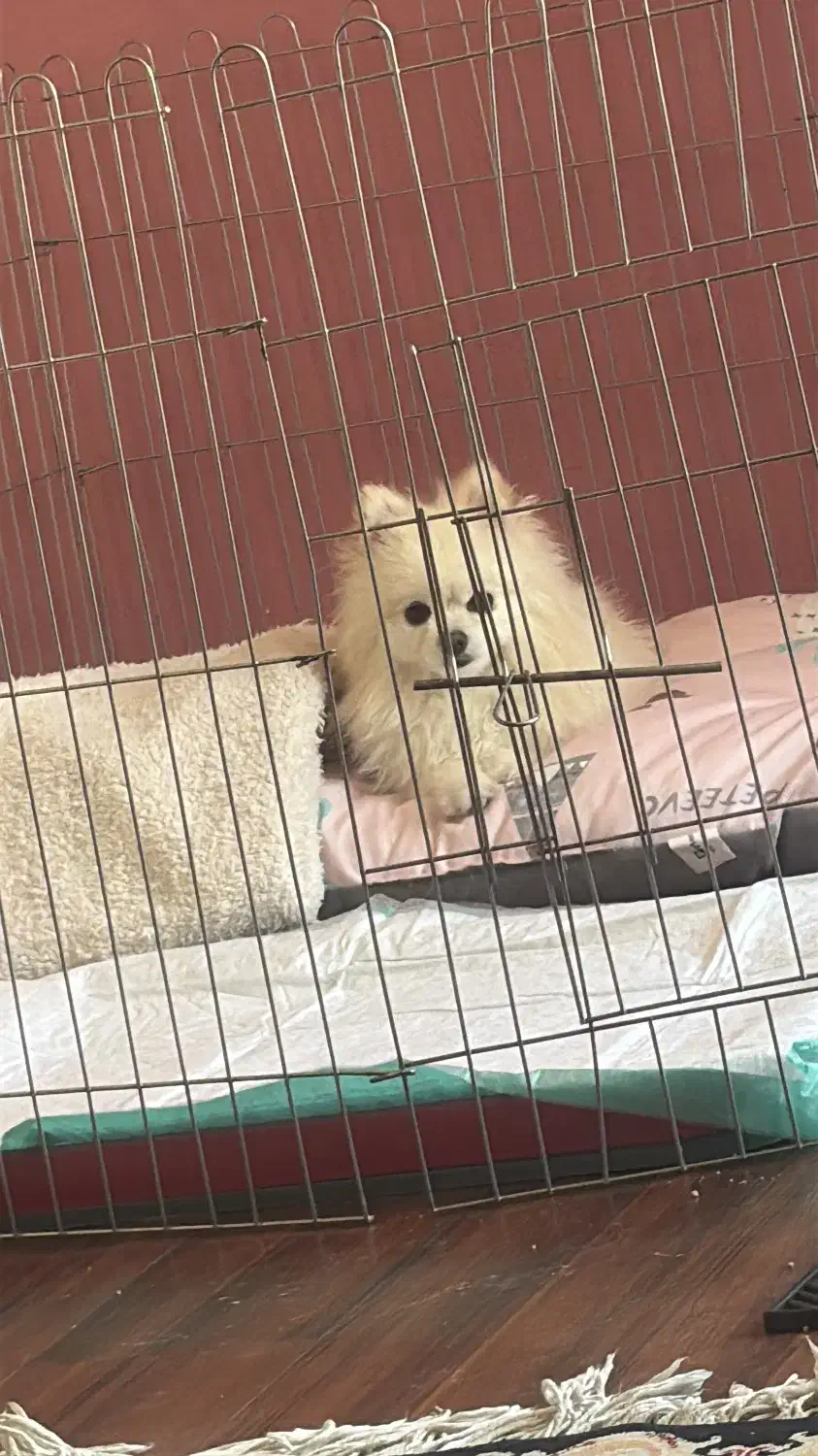 پامرین عروسکی سایز صفر|سگ|صدرا-فارس, فاز ۱|دیوار