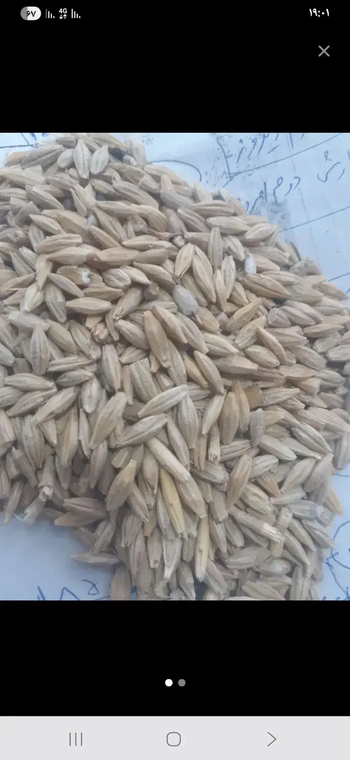 خریدارگندم وجو|خدمات باغبانی و درختکاری|اراک, |دیوار