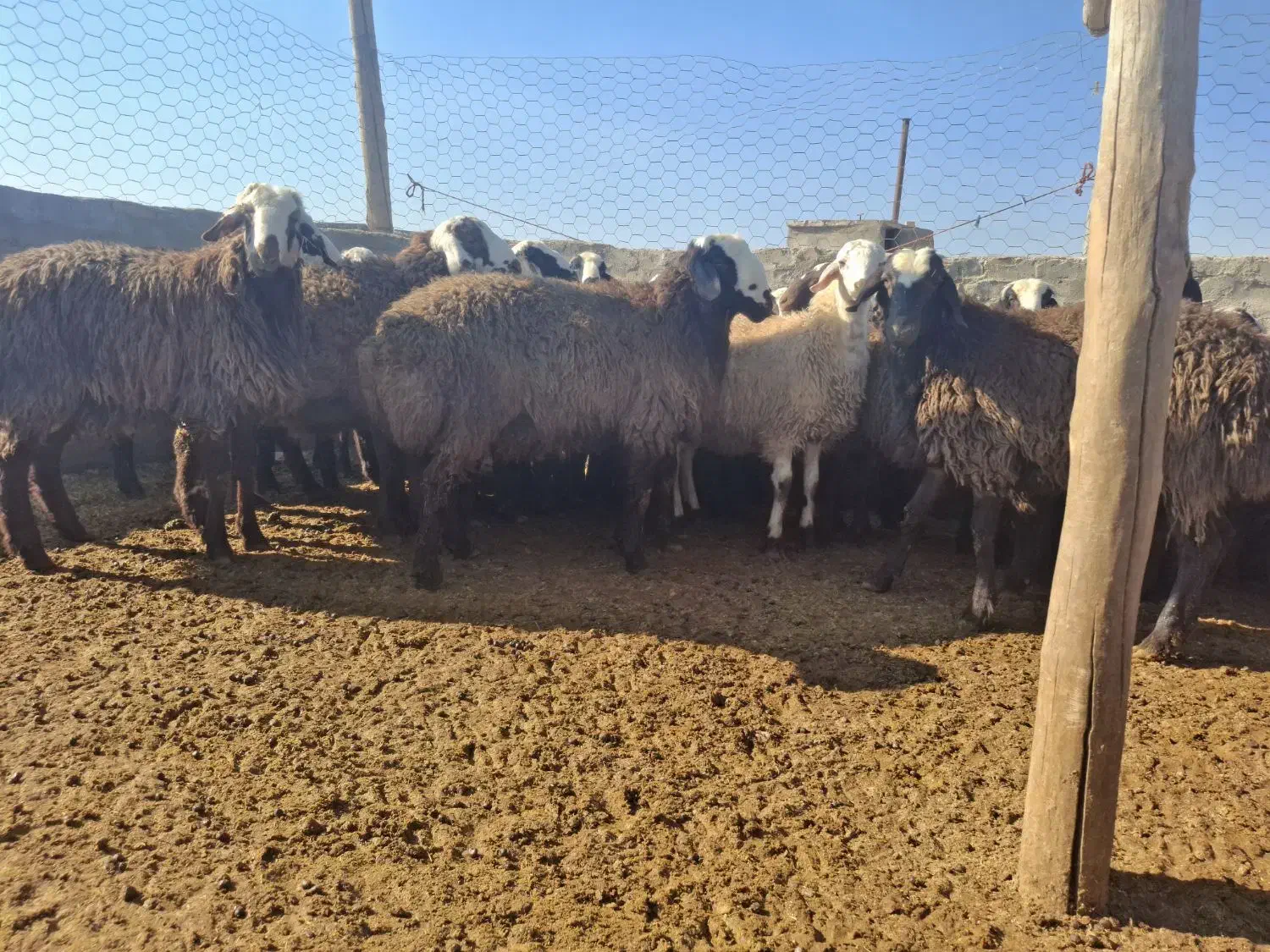 بره نر|حیوانات مزرعه|شراء, |دیوار