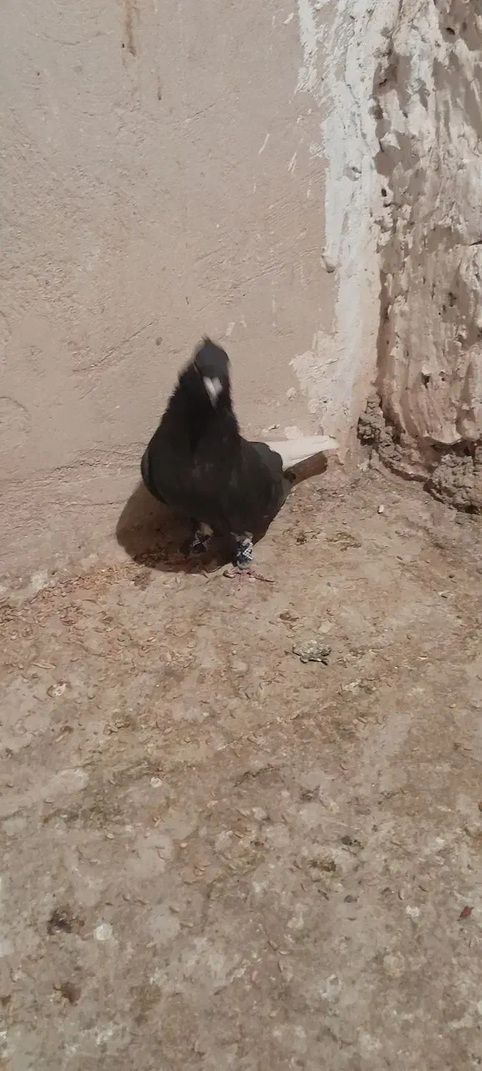 یدونه زاغ دم سفید نر مست پرشی ضربه وهم جفتگاه|پرنده|پاکدشت, پاکدشت (مامازند)|دیوار