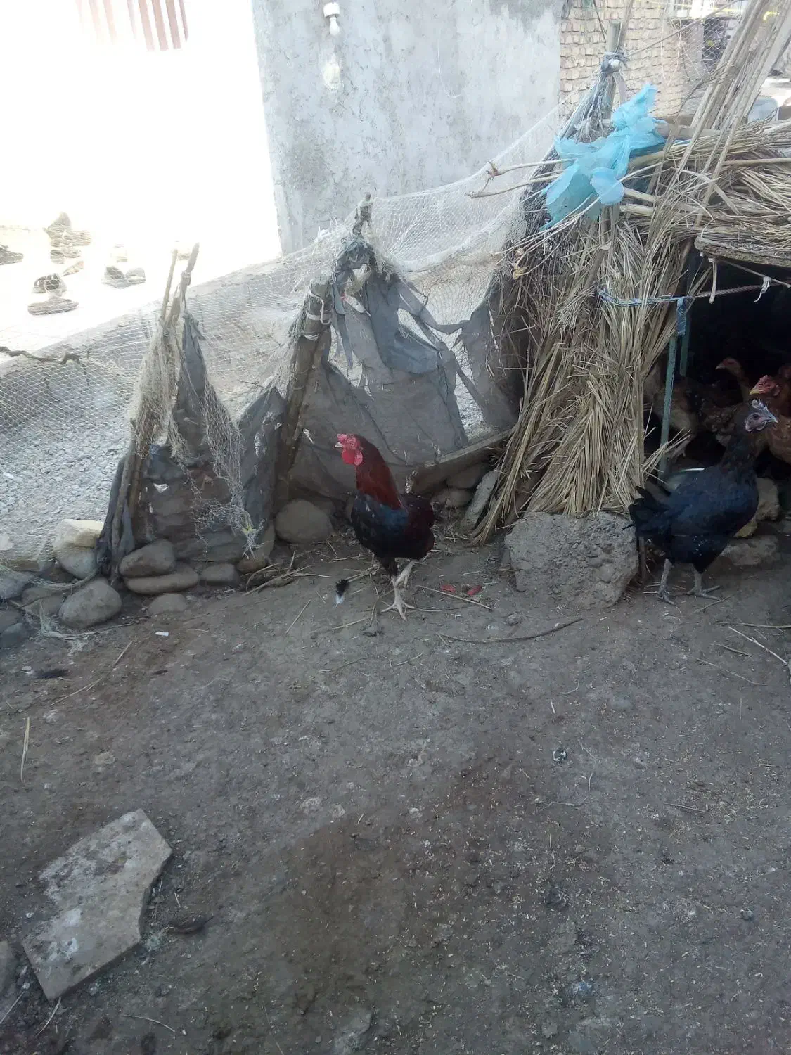 خروس چابهاری اصل قیمت 1800|حیوانات مزرعه|سوق, |دیوار