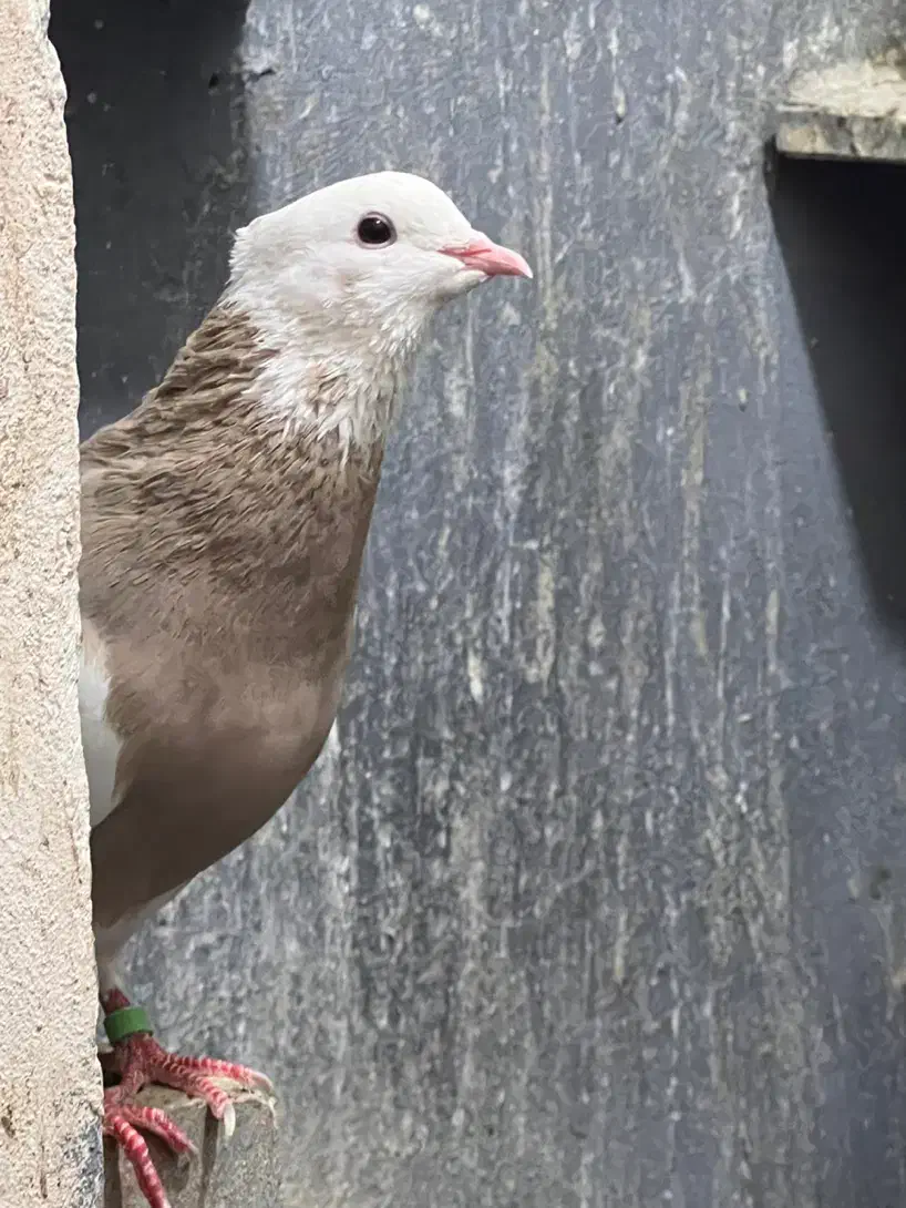 طوقی درجه یک بدونه قلط پاک پاک بهترین نسل|پرنده|فردیس, فردیس|دیوار